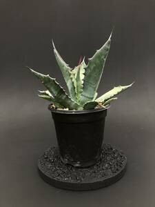 Agave salmiana var feroxアガベ サルミアーナ フェロックス（輸入種子苗）