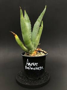 Agave marmorataアガベ マルモラータ