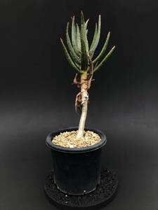 Aloe dichotoma アロエディコトマ