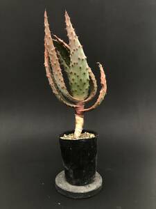 Aloe marlothii subsp marlothii（輸入種子苗）アロエ 鬼切丸