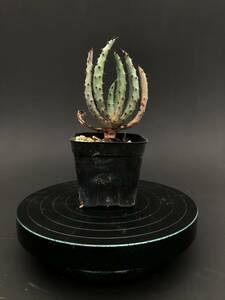 Aloe marlothii subsp marlothii（輸入種子苗）アロエ 鬼切丸