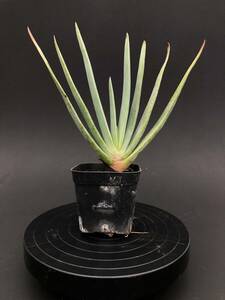 Aloe plicatilis aloe p licca ti squirrel ( import seeds seedling )