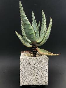 Aloe marlothii subsp marlothii（輸入種子苗）アロエ 鬼切丸 x pumice pot