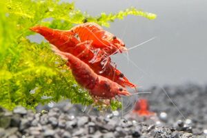  red fai archery shrimp 100 pcs including in a package un- possible ultimate fire .