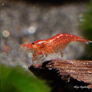  red Sakura Cherry shrimp 10 pcs ultimate fire . red fai archery shrimp 