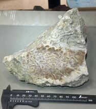 インドネシア　ジャワ島産巨石天然フォシルコーラル原石1311g［珊瑚の化石］激レア石^ ^_画像6