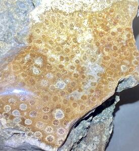 インドネシア　ジャワ島産巨石天然フォシルコーラル原石1627g［珊瑚の化石］激レア石^ ^