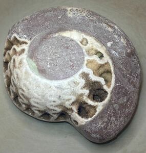 インドネシア　ジャワ島産大きな天然アンモナイト化石905g磨き済み^ ^