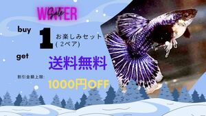 【吉Aqua】パープルドラゴン グッピー 熱帯魚 1ペア Buy 1お楽しみセット(2ペア)→送料無料 関東当日便対応中 ★死着補償有