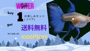 【吉Aqua】ブルートパーズ リボン フィンC グッピー 熱帯魚 1ペア Buy 1お楽しみセット(2ペア)→送料無料 関東当日便対応中 ★死着補償有