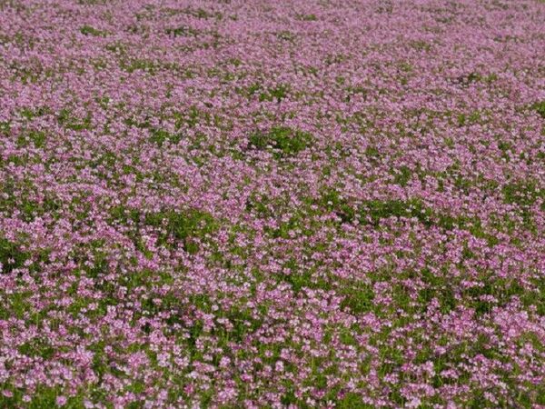 天然 純粋はちみつ 国産れんげ蜜３本&百花2本