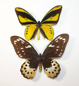  butterfly ( specimen )kimaelitoli spring age is ( pair ) large A*. length 140mm A*