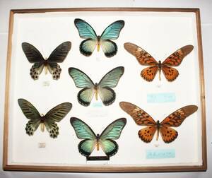  butterfly ( specimen ) oo peeling taka* The rumo comb s* dollar - rio or ge is ( case Germany box )