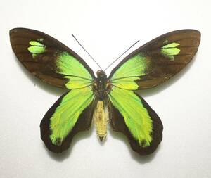  butterfly ( specimen ) field goods creel Tria toli spring age is A *. length 144mm