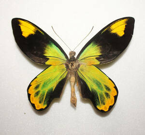  butterfly ( specimen ) field goods creel Tria toli spring age is A *. length 140mm