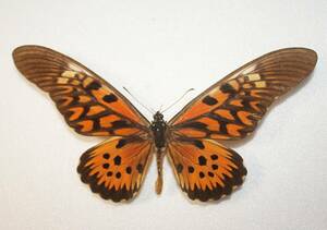  butterfly ( specimen ) dollar - Lee o or ge is field goods A extra-large . length 197mm