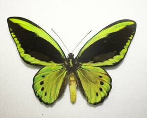 蝶（標本） ミドリトリバネアゲハ　 最大級　AーA♂ 　開長１６５ｍｍ 　セラム島