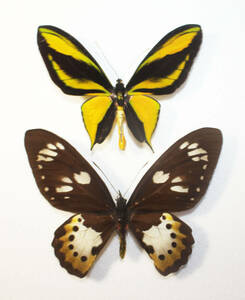 蝶（標本）　　ゴクラクトリバネアゲハ（ペア）　大型♂A　開長１２８ｍｍ　♀A　