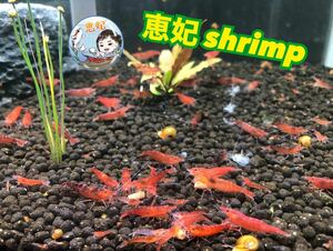  red mi Nami freshwater prawn red black . shrimp 20 pcs +a water plants breeding biotope 2 sticker 