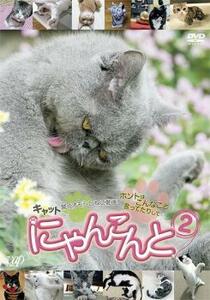 にゃんこんと 2 キャット驚くオモシロねこ動画 ホントはこんなこと言ってたりして レンタル落ち 中古 DVD