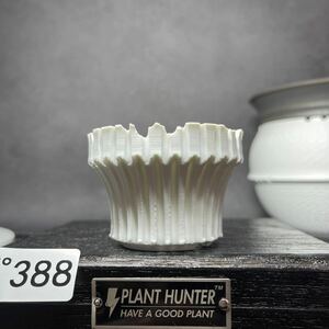 ぽ388 Sサイズ 植木鉢 陶器 検（塊根植物 アガベ パキプス invisible ink raw life factory SRL 信楽焼 伝市鉢カタチ製作所 グラキリス)