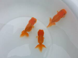 らんちう市場(010) 宇野系明4歳魚3匹セット（約7cm～約7.5cm）　　本筋！　　　上種！！　　　　 　