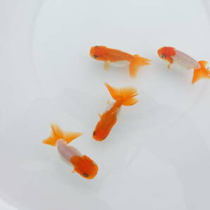 らんちう市場(018) 宇野系3歳魚4匹セット （約5.5cm～約6.5cm）   本筋！   上種！！  の画像2