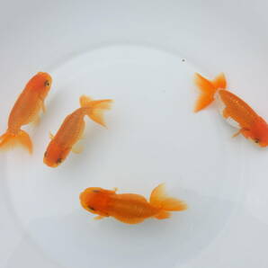 らんちう市場(016) 宇野系3歳魚4匹セット （約7cm～約8cm）   本筋！   上種！！  の画像2