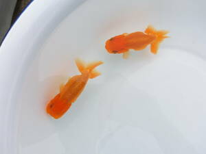 らんちう市場(014) 宇野系3歳魚2匹セット　（約8cm～約8.5cm）　 　本筋！　　　上種！！ 　