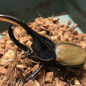 【送料無料】極美 DH ヘラクレス パスコアリ 幼虫５匹 1の画像2