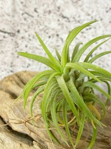 【Frontier Plants】チランジア・イオナンタ・ブルーアイドルイド T. ionantha Blue Eyed Druid