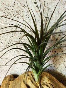 [Frontier Plants]chi Ran jia*tenifo задний * аметист Tillandsia tenuifolia Amethystbrome задний воздушный растения 