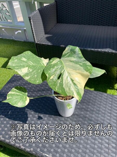 観葉植物 モンステラ 斑入り 斑 フイリ 激レア 希少 オシャレ インテリア お祝い プレゼント ギフト ハワイアン