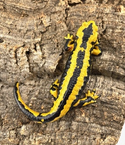 pi Rene - fire salamander full adult female (Salamandra Salamandra Fastuosa)