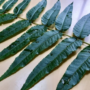 カラスザンショウの葉っぱ（8枝分、200枚以上）枝付き。ナミアゲハ、ミヤマカラスアゲハ、カラスアゲハ等の幼虫のエサ用。オマケありの画像3