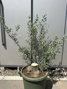  old tree very thick olive regular price 32 ten thousand jpy si pre si-no large seedling gardening Cafe gardening symbol tree garden tree garden silver leaf 