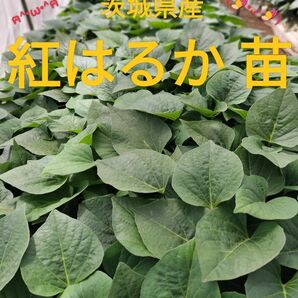 特価◎茨城県産紅はるか苗11本