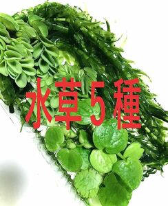 水草　セット　大量