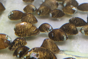 苔取り最強貝　フネアマガイ　5匹セット　フネアマ貝