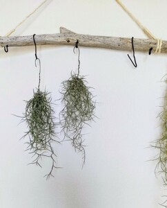 spanishu Moss 2 piece set * middle leaf . small leaf approximately 20cm * free shipping u Sune oites air plant chi Ran jia