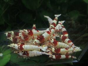 * Red Bee Shrimp * pictured individual 30 pcs 