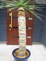 【現品】ユッカ・リネアリフォリア - yucca linearifolia　12号　BR番_画像3