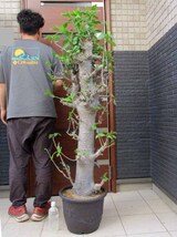 【現品】【盆栽】発根済　バオバブの木　バオバブ・ディギタータ　12号鉢　Y25番_画像4