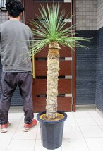 【現品】ユッカ・リネアリフォリア - yucca linearifolia　12号　BR番_画像4
