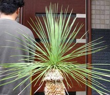 【現品】ユッカ・リネアリフォリア - yucca linearifolia　12号　BR番_画像2