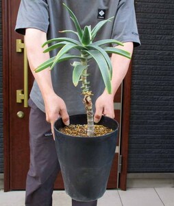 【現品】アロエ・ストリアツラ　Aloe striatula　耐寒性の高いアロエ　7号　う番