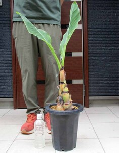 【現品】地湧金蓮 チュウキンレンの苗　（別名：バナナの木・耐寒性バナナ）　8号鉢　SH番