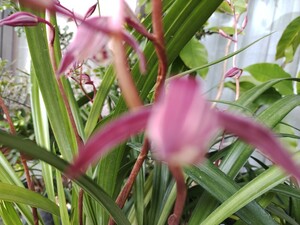  China spring orchid [. Akira .] fields and mountains grass Dendrobium moniliforme potted plant 