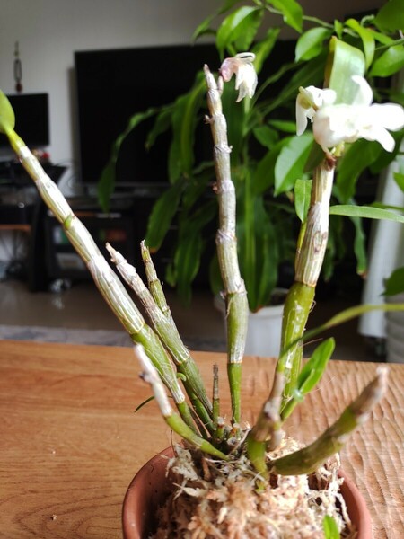 長生蘭　セッコク「白花」　山野草　着生蘭