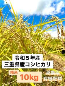 令和5年収穫　三重県産コシヒカリ 10kg 精米（白米）　産地・農家直送②